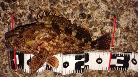 今日もガッシーのみ